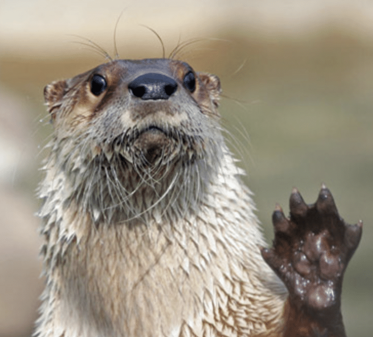 Otter saying hi