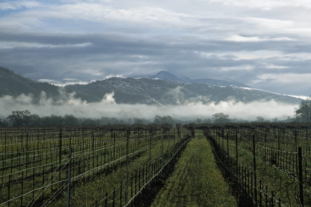 Napa Valley vineyards near the mountains