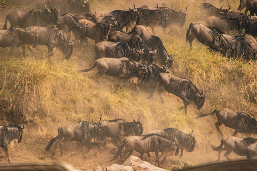 The wildebeest migration in the Serengeti.