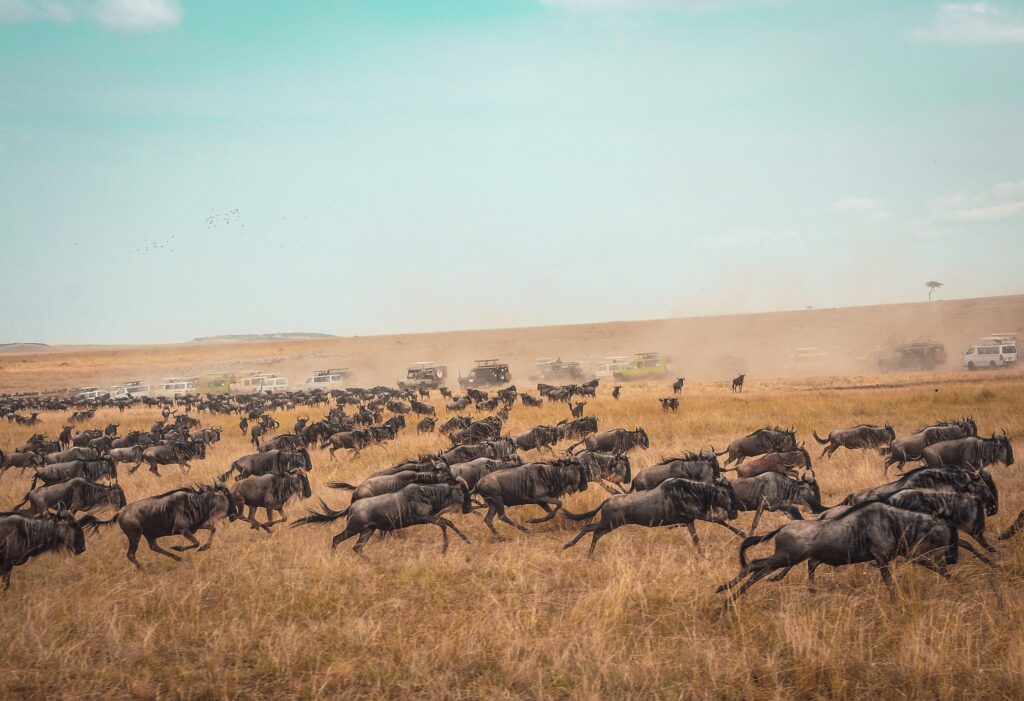 Millions of wildebeest in motion.