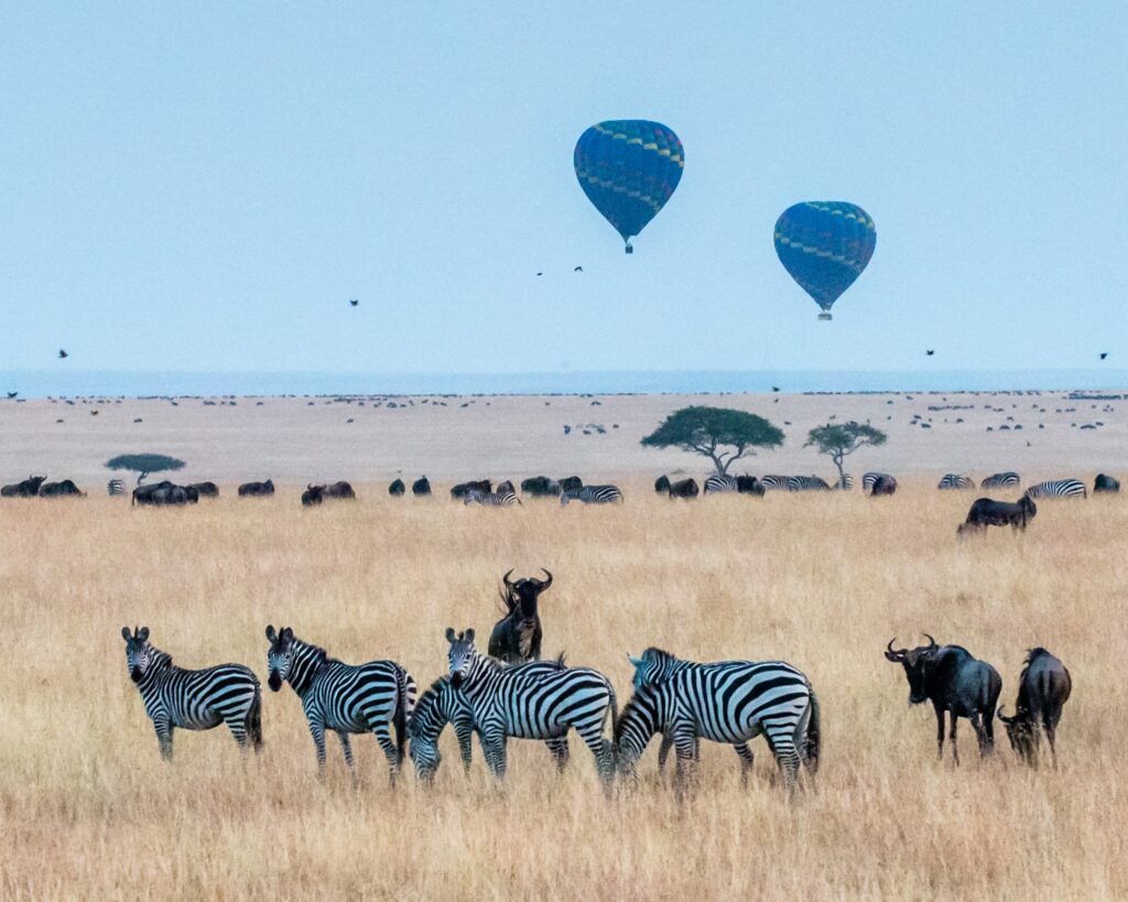 Hot air balloons drifting over the Serengeti plains with zebras and wildebeests in sight.