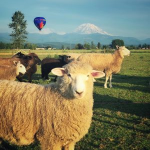Sheep checking out a hot air balloon flying in the Seattle countryside